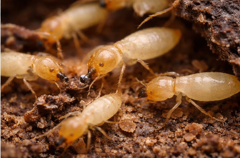 Termite